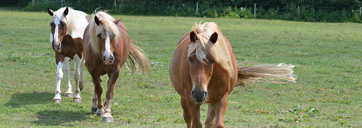 Spiser din hest sand?