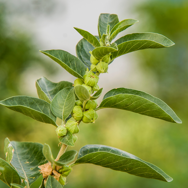 Enggaard Ashwagandha rod - BESTILLINGSVARE