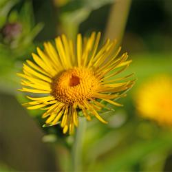 Enggaard Elecampane