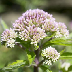 Enggaard Baldrian rod