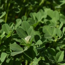 Enggaard Bukkehornsfr