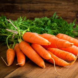 Enggaard Gulerodstern