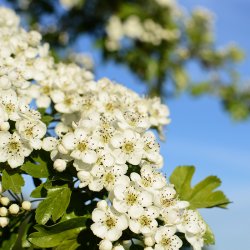 Enggaard Hvidtjrn (urt)