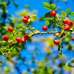 Enggaard Hyben (Hele)