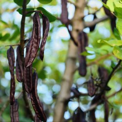 Enggaard Johannesbrd