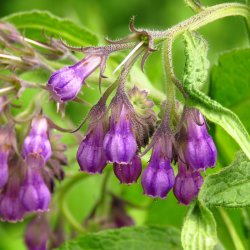 Enggaard Lgekulsukker