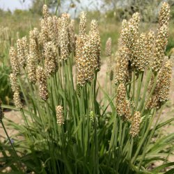 Enggaard Loppefrskaller (Psyllium Husk)