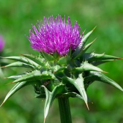 Enggaard Marietidsel