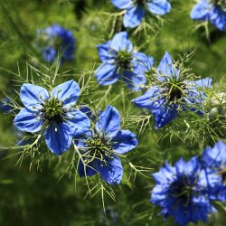 Enggaard Sortkommenfr