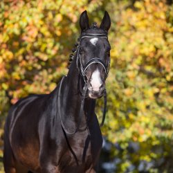 Enggaard Immune Support