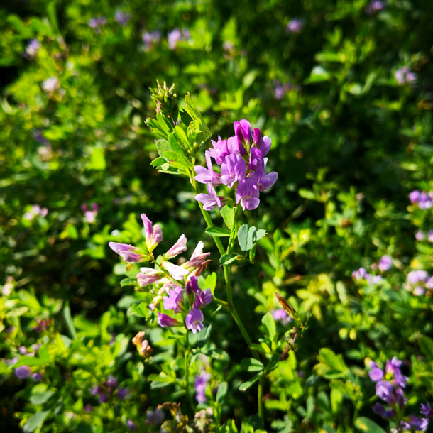 Enggaard Lucerne urt (Alfalfa)