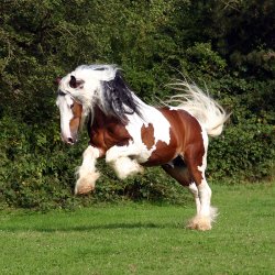 Enggaard LymphaticPro