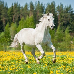 Enggaard Mobility Pro