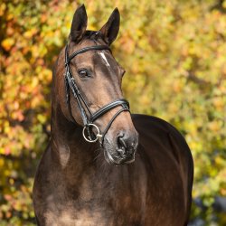 Enggaard Senior Care