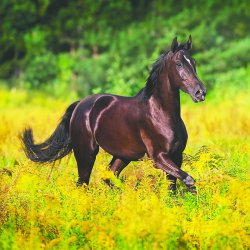 Enggaard Strong Health